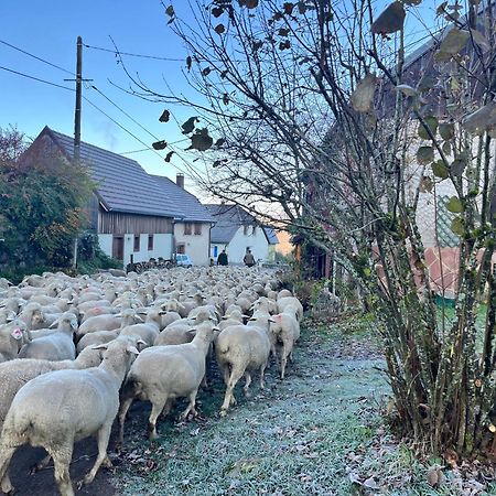 Gite De Montagne -Bellefosse Alsace Kültér fotó