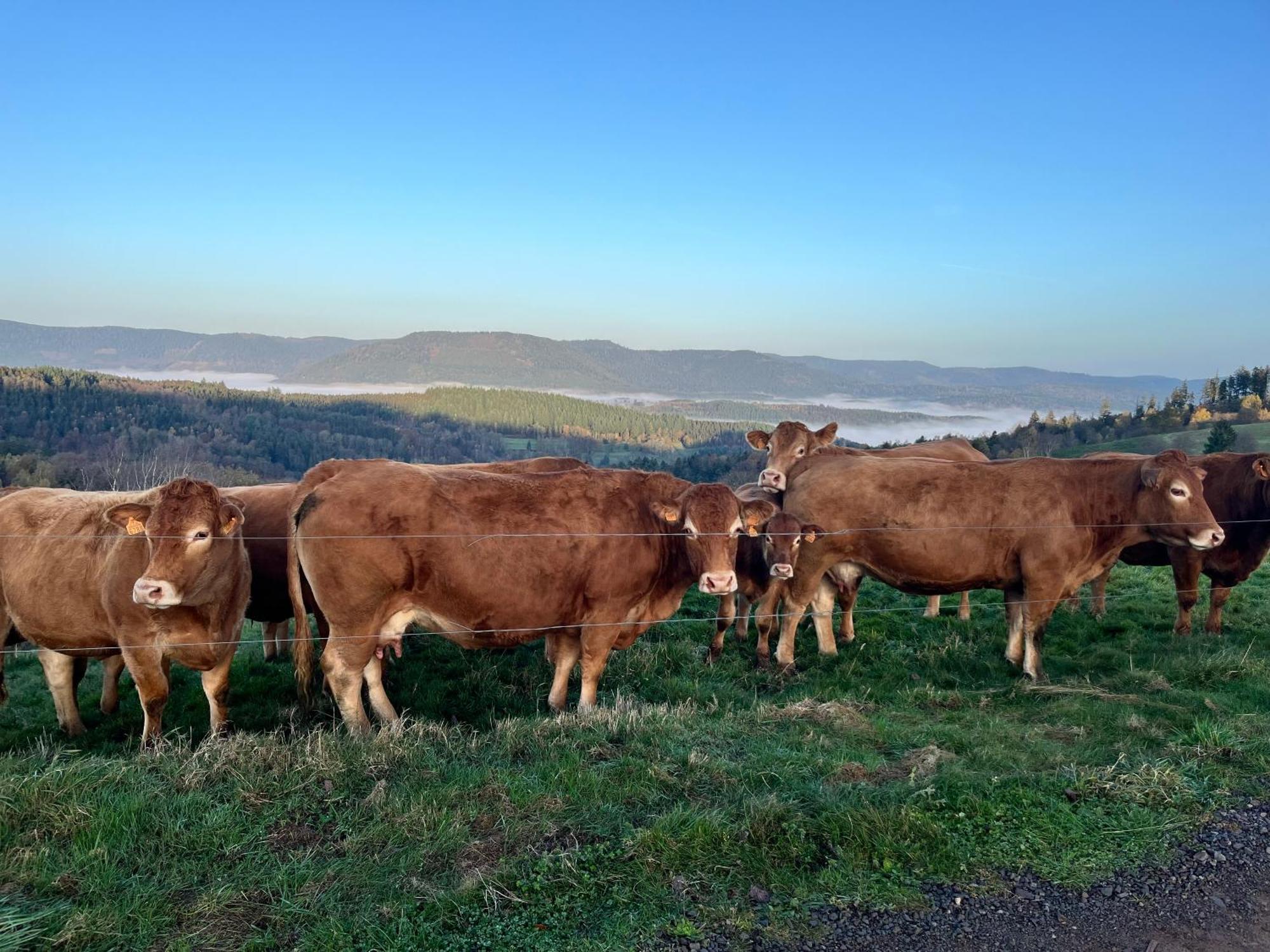 Gite De Montagne -Bellefosse Alsace Kültér fotó